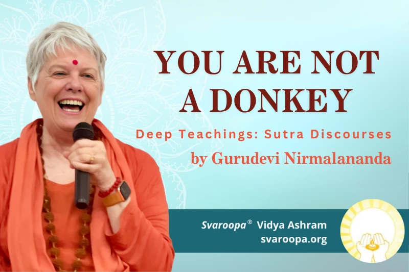 You Are Not a Donkey